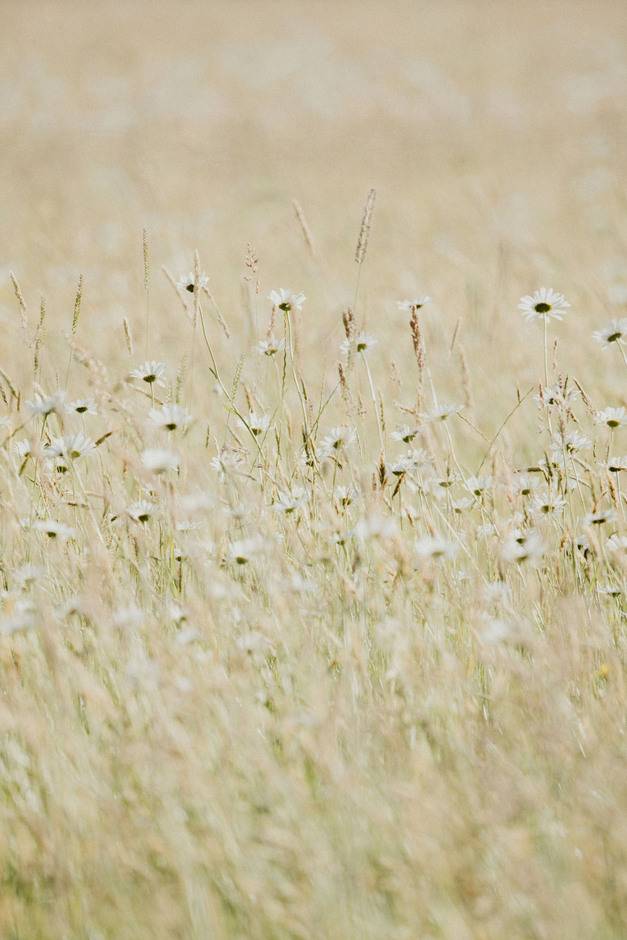 Fields 2